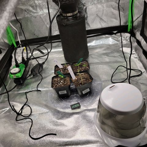 Blue Cheese growlog timeline photo