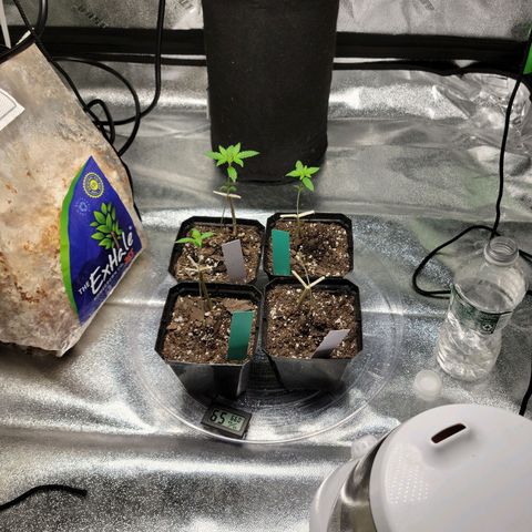 Blue Cheese growlog timeline photo