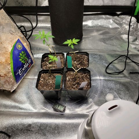 Blue Cheese growlog timeline photo