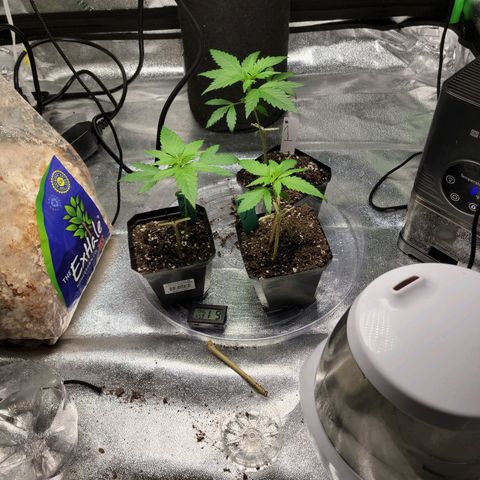 Blue Cheese growlog timeline photo