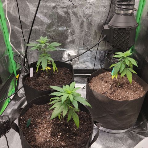Blue Cheese growlog timeline photo