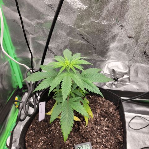 Blue Cheese growlog timeline photo