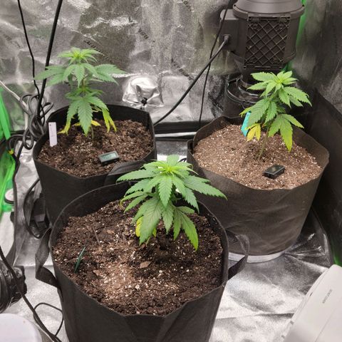Blue Cheese growlog timeline photo