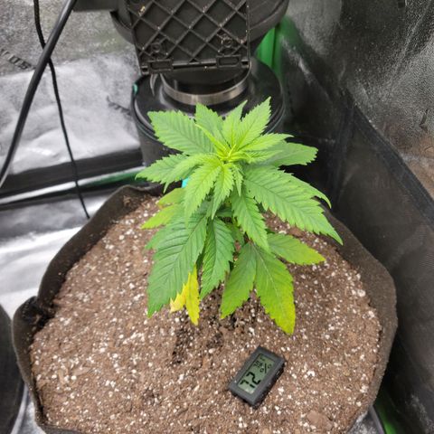 Blue Cheese growlog timeline photo
