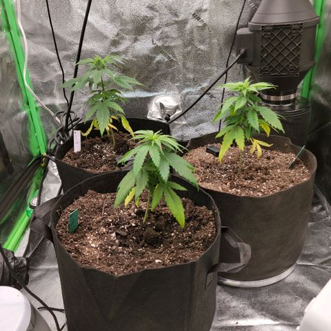 Blue Cheese growlog timeline photo
