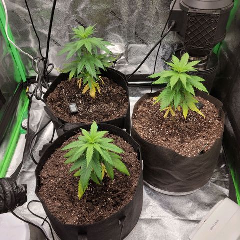 Blue Cheese growlog timeline photo