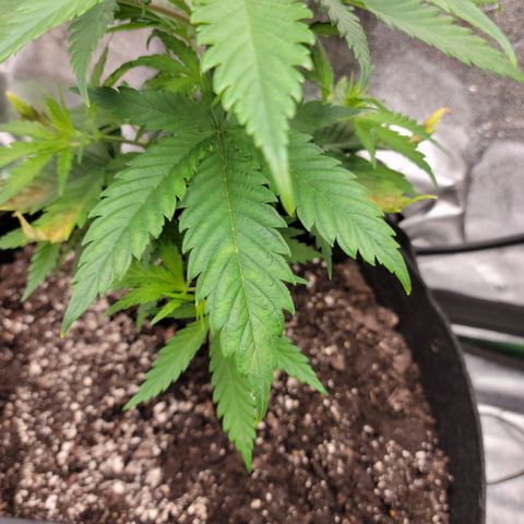 Blue Cheese growlog timeline photo