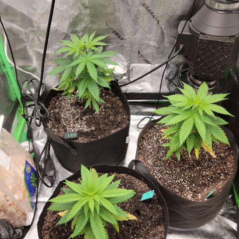 Blue Cheese growlog timeline photo