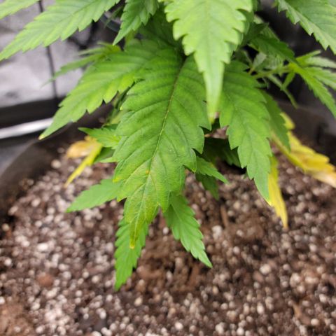 Blue Cheese growlog timeline photo