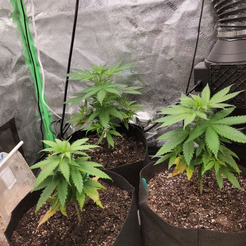 Blue Cheese growlog timeline photo