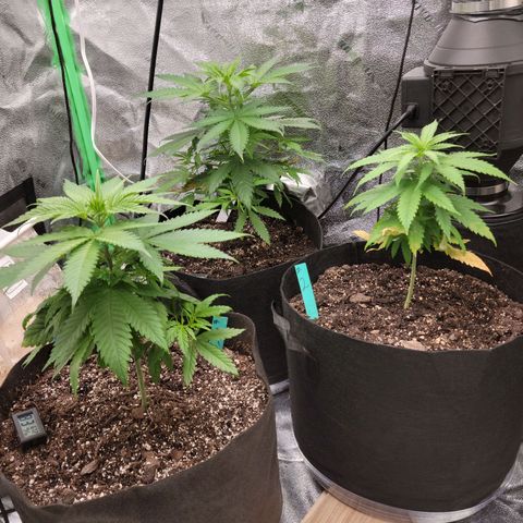 Blue Cheese growlog timeline photo