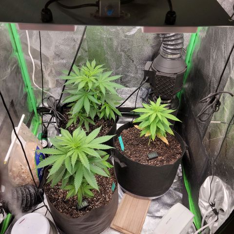 Blue Cheese growlog timeline photo