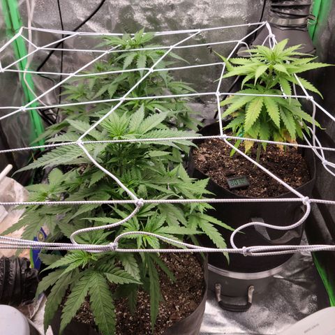 Blue Cheese growlog timeline photo
