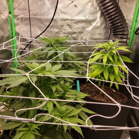 Blue Cheese growlog timeline photo