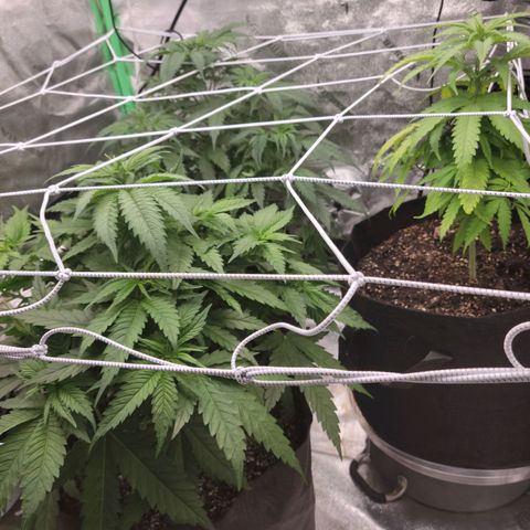 Blue Cheese growlog timeline photo