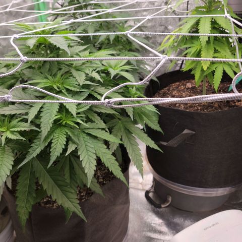 Blue Cheese growlog timeline photo