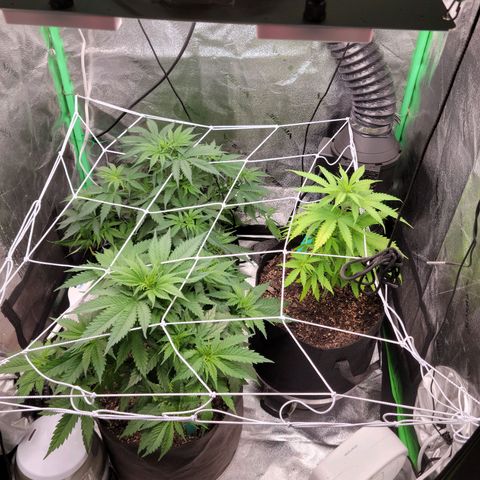 Blue Cheese growlog timeline photo