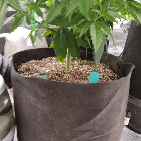 Blue Cheese growlog timeline photo