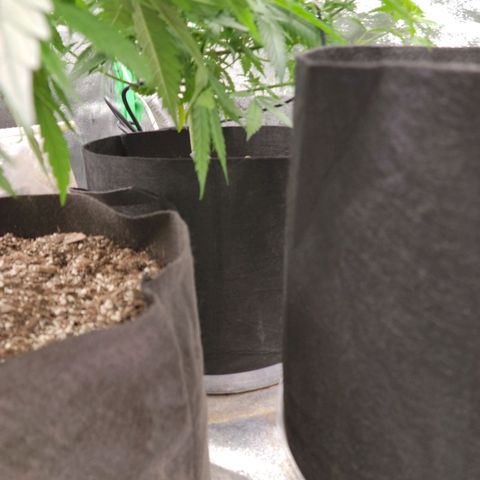 Blue Cheese growlog timeline photo