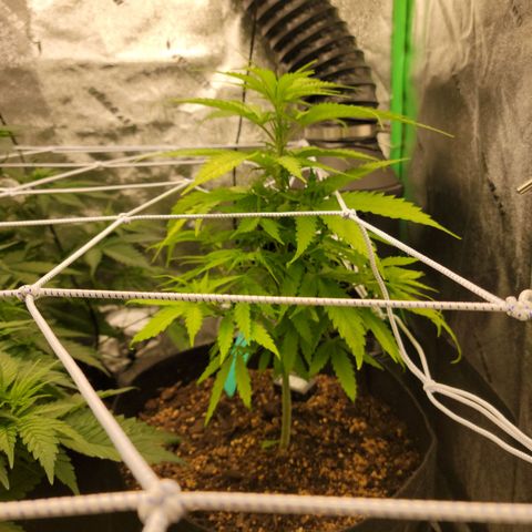 Blue Cheese growlog timeline photo