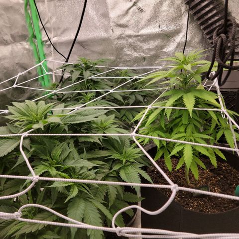 Blue Cheese growlog timeline photo