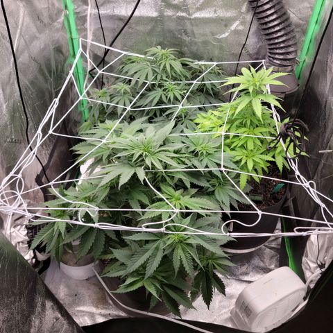 Blue Cheese growlog timeline photo