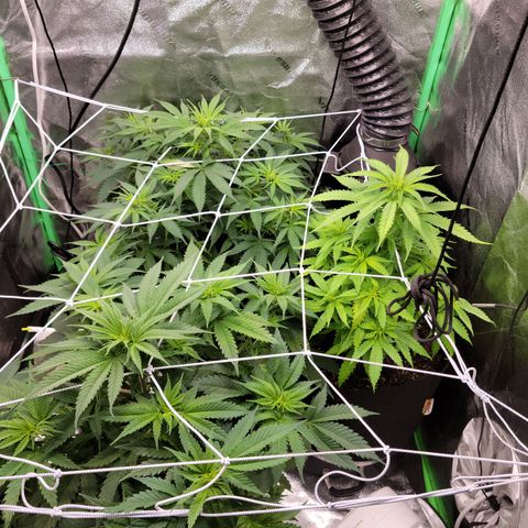 Blue Cheese growlog timeline photo