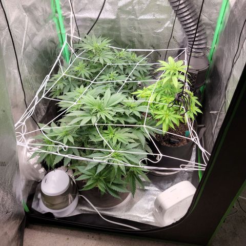 Blue Cheese growlog timeline photo