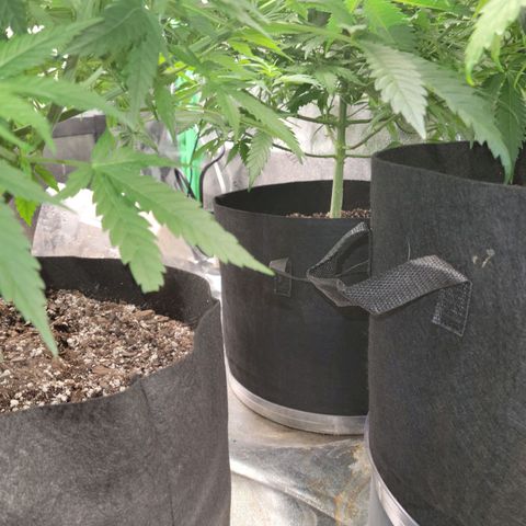 Blue Cheese growlog timeline photo