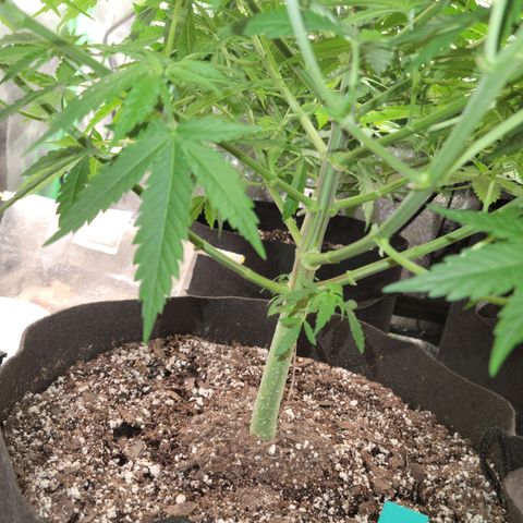 Blue Cheese growlog timeline photo