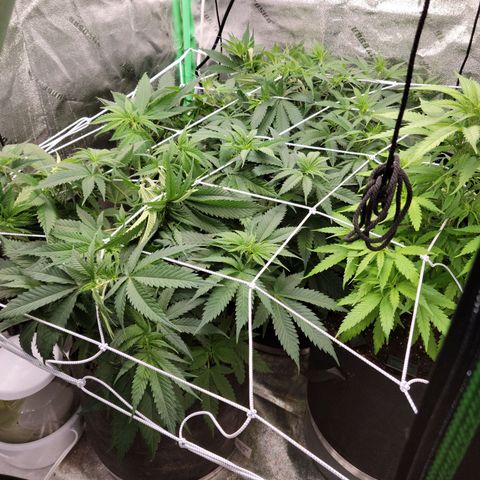 Blue Cheese growlog timeline photo