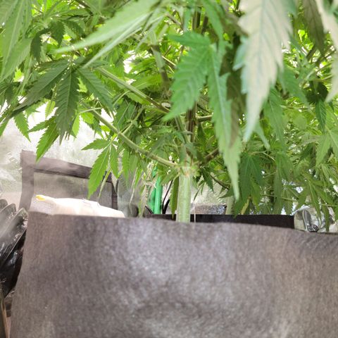 Blue Cheese growlog timeline photo