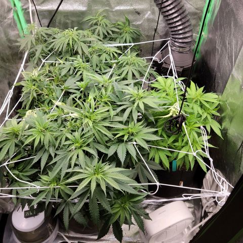 Blue Cheese growlog timeline photo