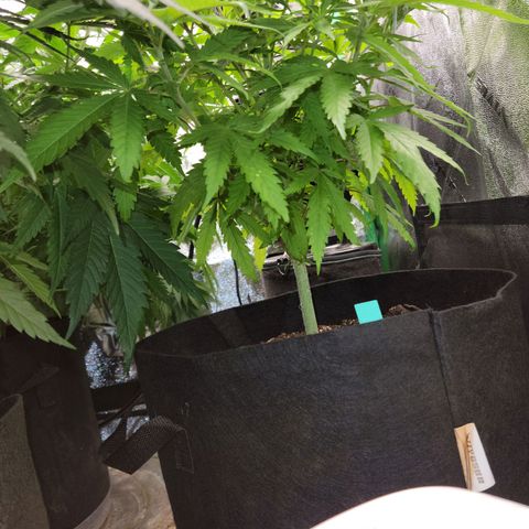 Blue Cheese growlog timeline photo