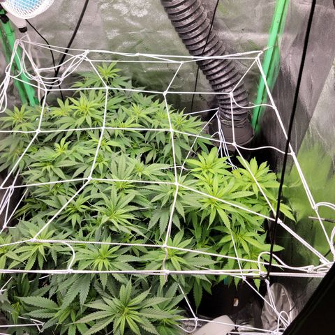 Blue Cheese growlog timeline photo