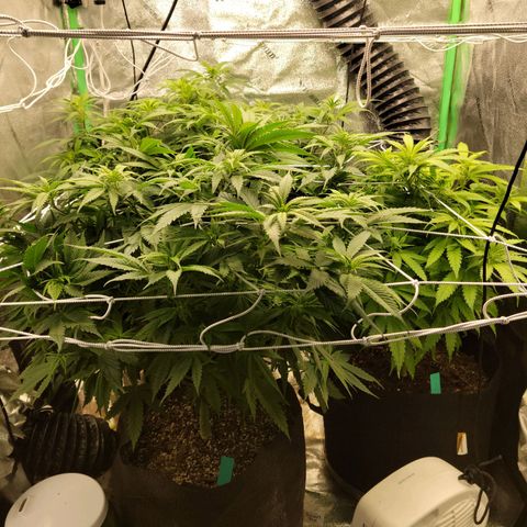 Blue Cheese growlog timeline photo