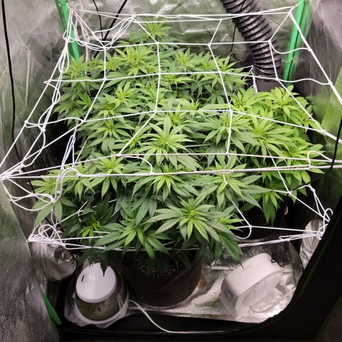 Blue Cheese growlog timeline photo