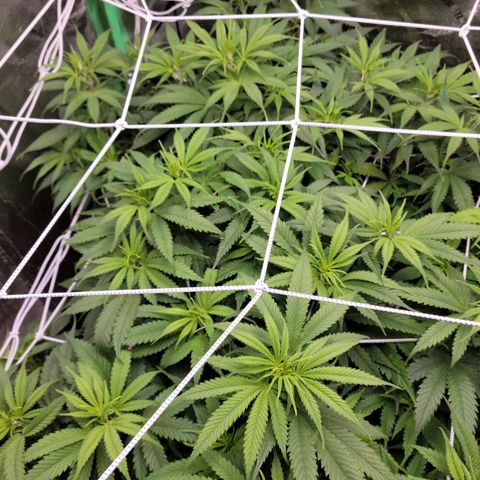 Blue Cheese growlog timeline photo
