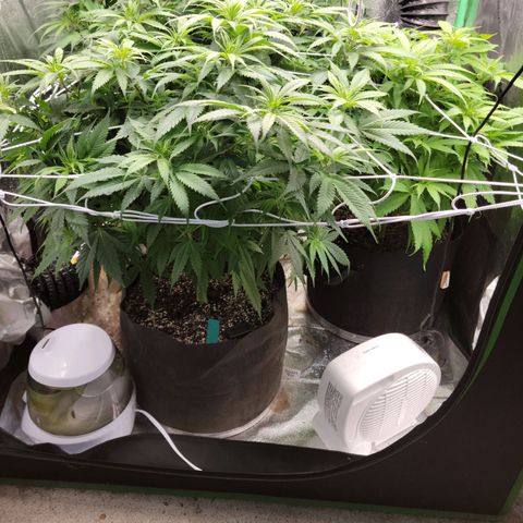 Blue Cheese growlog timeline photo