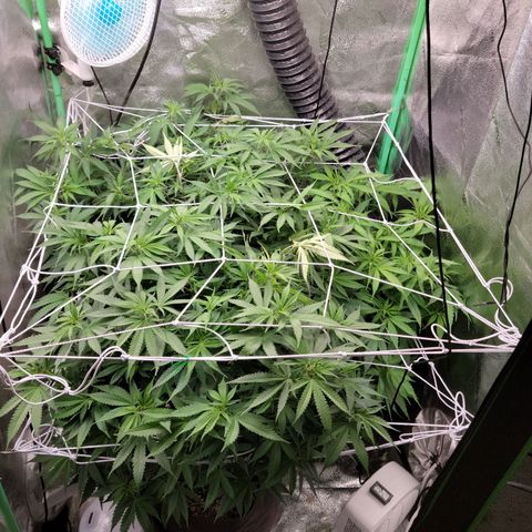 Blue Cheese growlog timeline photo
