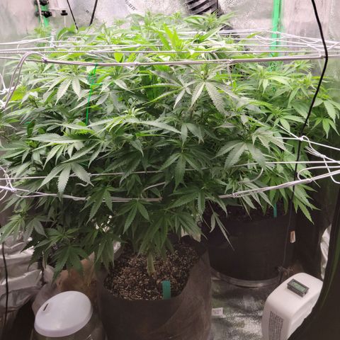 Blue Cheese growlog timeline photo