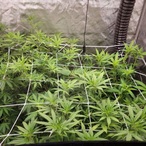 Blue Cheese growlog timeline photo