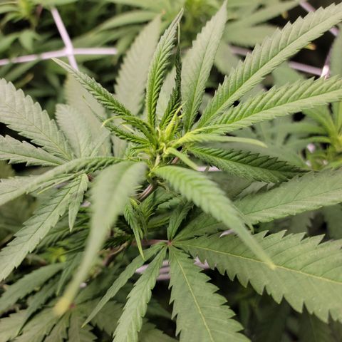 Blue Cheese growlog timeline photo