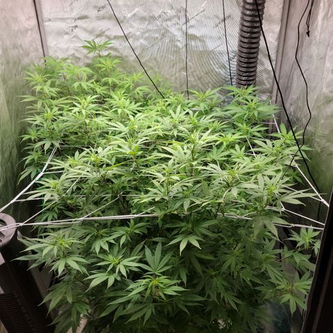Blue Cheese growlog timeline photo