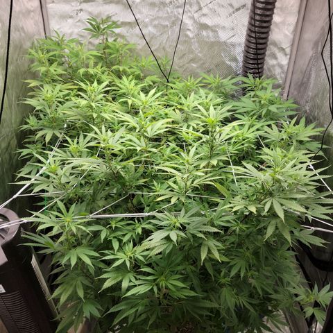 Blue Cheese growlog timeline photo