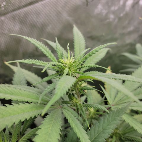Blue Cheese growlog timeline photo