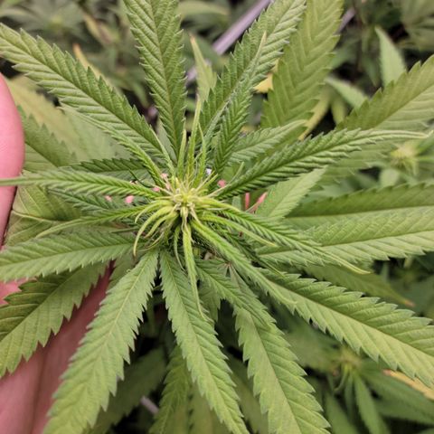 Blue Cheese growlog timeline photo