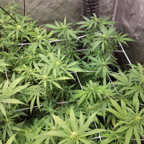 Blue Cheese growlog timeline photo