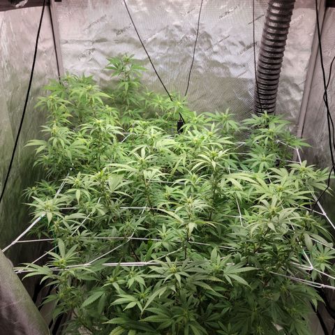 Blue Cheese growlog timeline photo