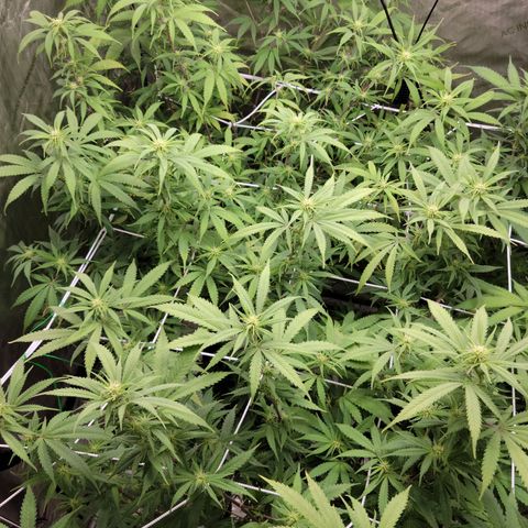 Blue Cheese growlog timeline photo